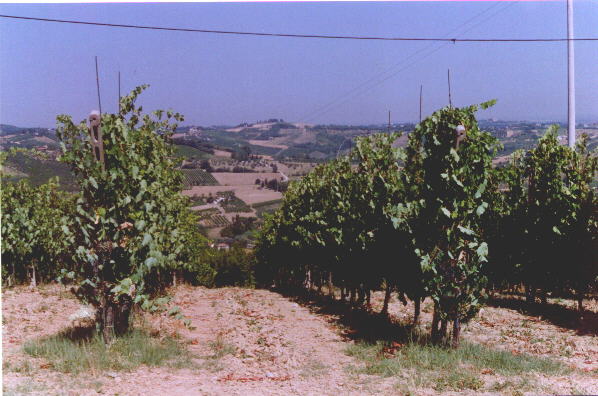 wienyard.jpg (57386 bytes)